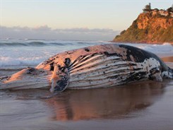 Beached whale's sad saga