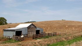 Ein Kuhstall in Ferdinand, Indiana, am 24. Juli 2012. Auf den ausgetrockneten Weiden ist kein Futter mehr zu finden.